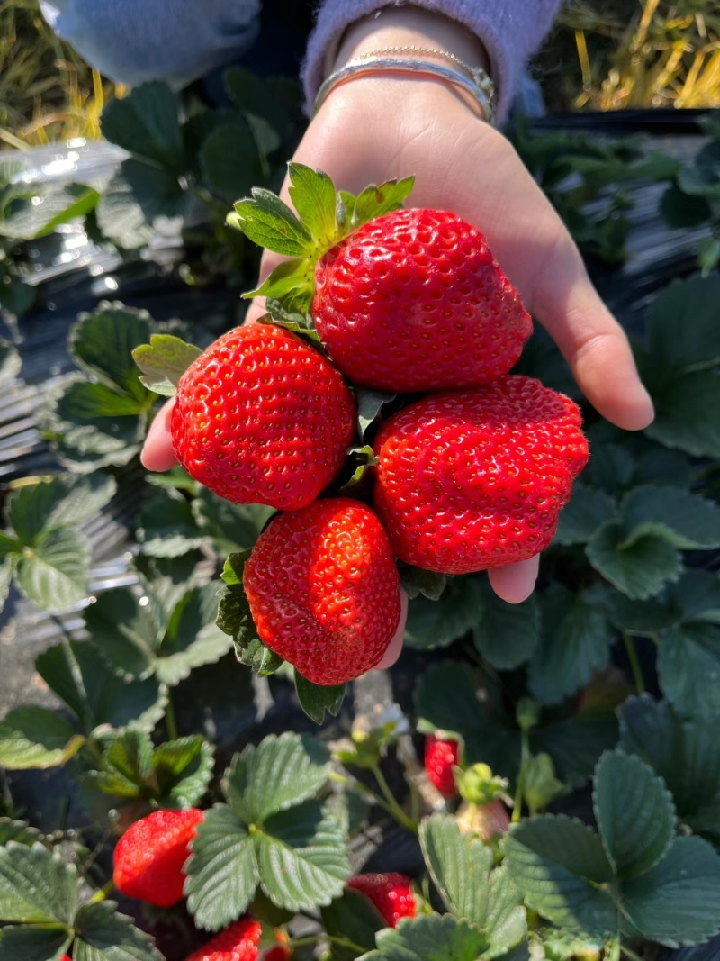 《蒙特瑞草莓》云南草莓现摘现发货源充足量大从优