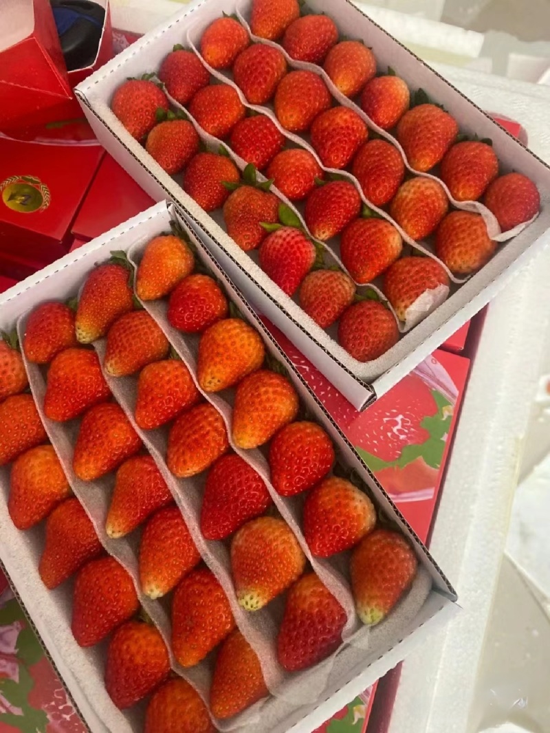 《蒙特瑞草莓》云南草莓现摘现发货源充足量大从优