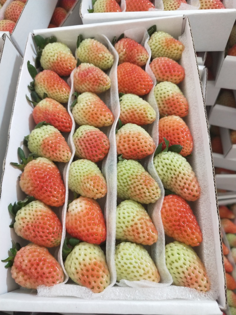《蒙特瑞草莓》云南草莓现摘现发货源充足量大从优