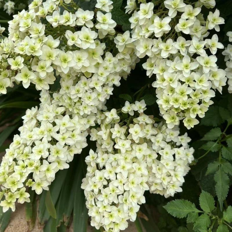烁叶绣球雪花四方杯苗可用于园林工程绿化全国各地可发