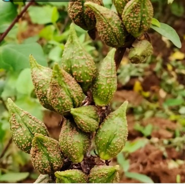 连翘树苗基地大量种植量大质优价格优惠一手货源