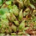 连翘树苗基地大量种植量大质优价格优惠一手货源
