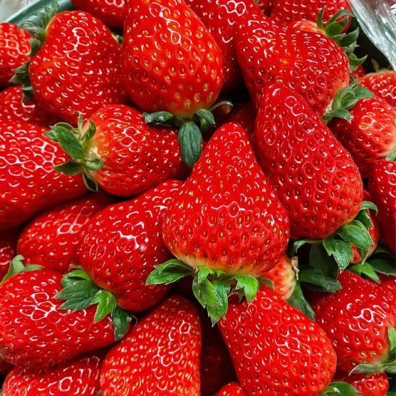 【草莓】优质蒙特瑞草莓基地现摘现发香甜可口量大从优