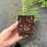 烁叶绣球雪花四方杯苗可用于园林工程绿化全国各地可发
