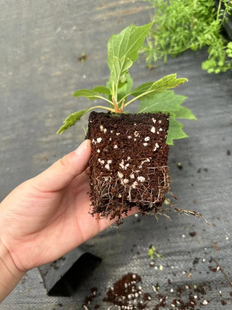 烁叶绣球雪花四方杯苗可用于园林工程绿化全国各地可发