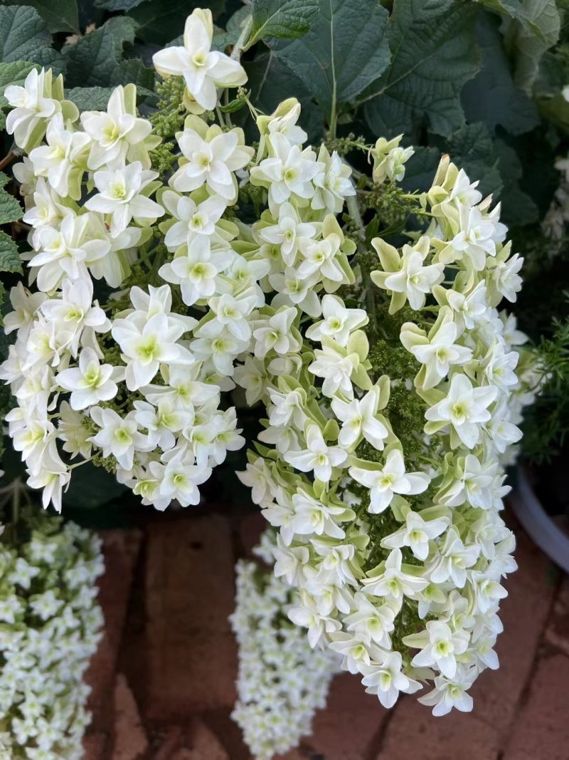 烁叶绣球雪花四方杯苗可用于园林工程绿化全国各地可发