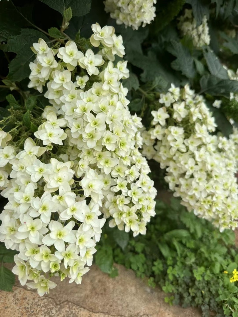 烁叶绣球雪花四方杯苗可用于园林工程绿化全国各地可发