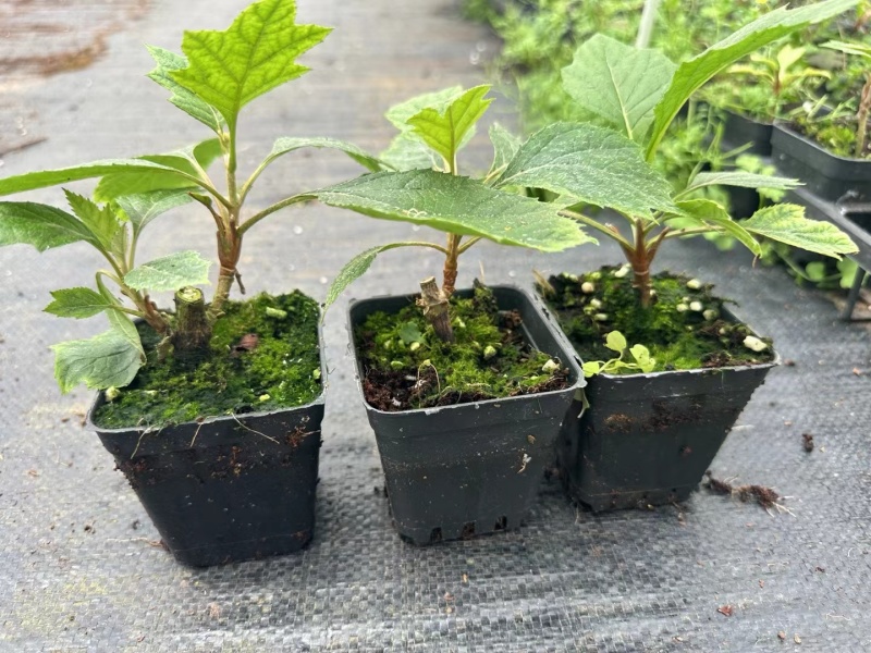 烁叶绣球雪花四方杯苗可用于园林工程绿化全国各地可发