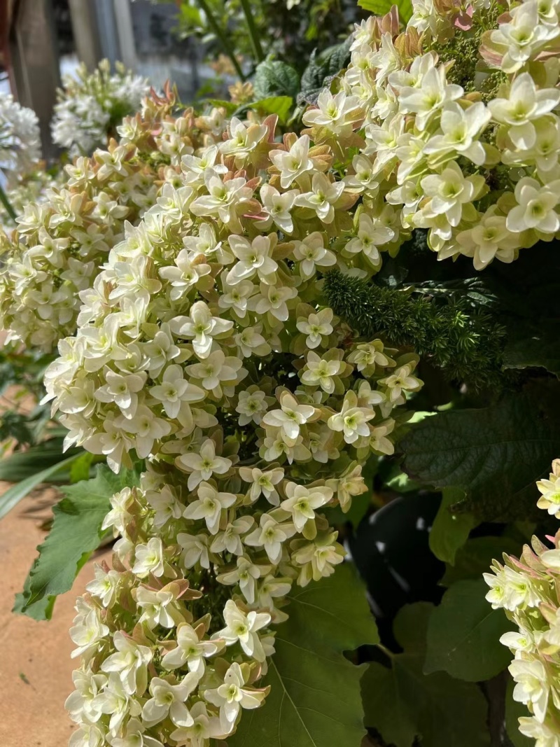 烁叶绣球雪花四方杯苗可用于园林工程绿化全国各地可发