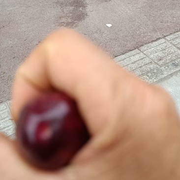 汉源车厘子大量上市，有美早，红登，拉丁丝，品种多多