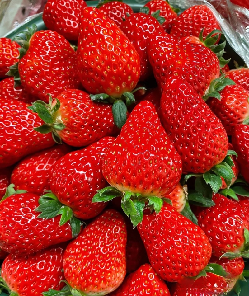 杭州草莓精品蒙特瑞草莓大量上市产地直发量大从优