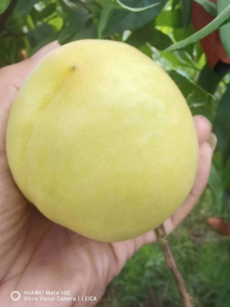黄金蜜一号黄桃大量上市中