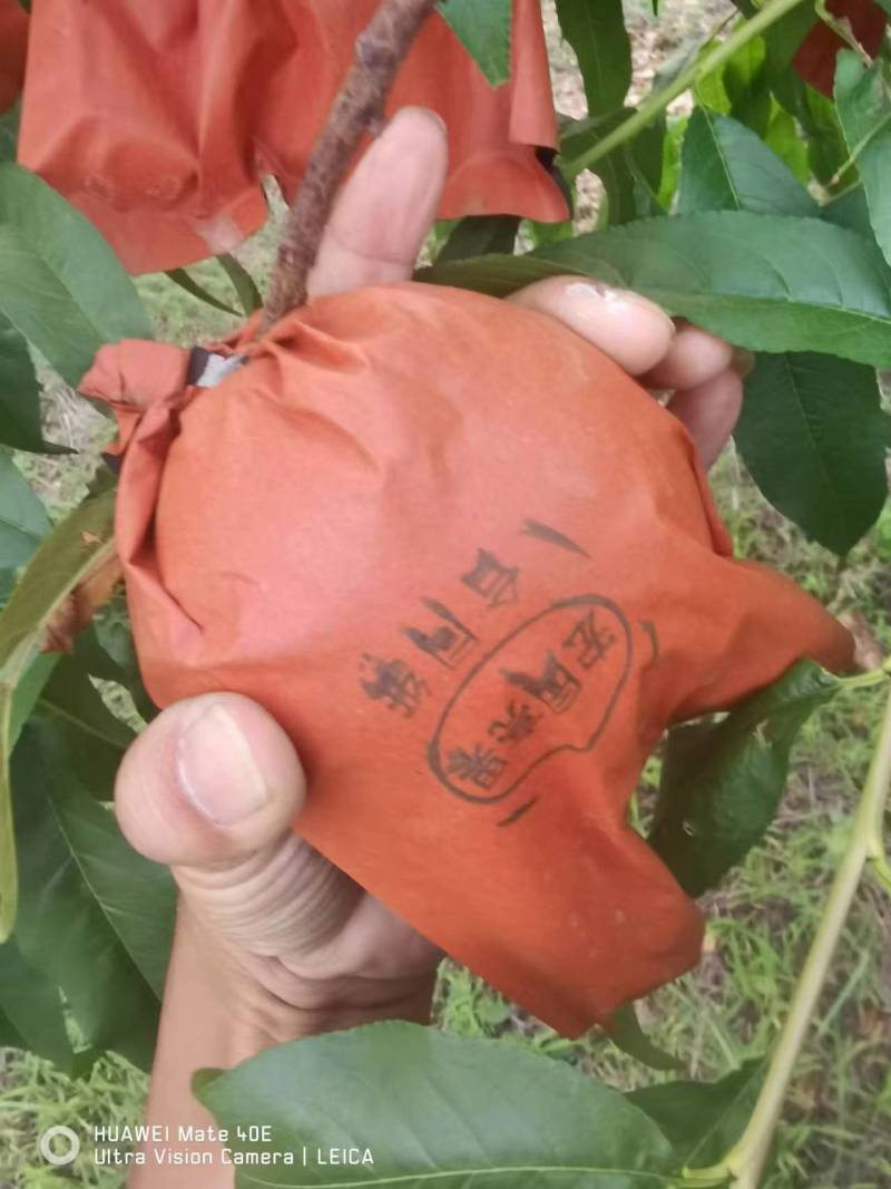 黄金蜜一号黄桃大量上市中