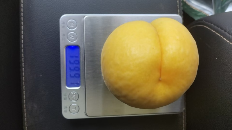 黄金蜜一号黄桃大量上市中