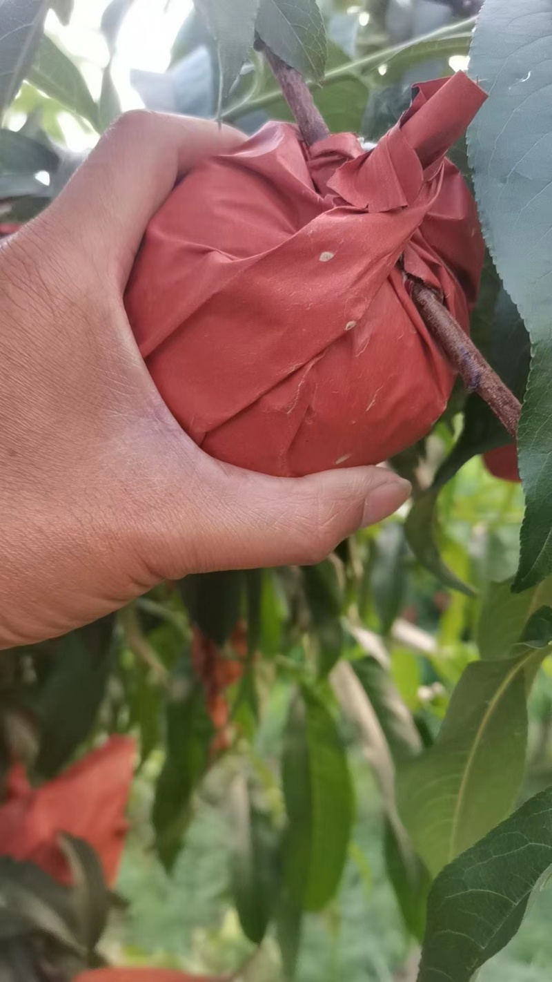 黄金蜜一号黄桃大量上市中