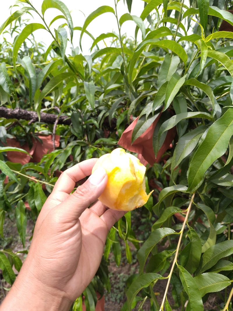 黄金蜜一号黄桃大量上市中