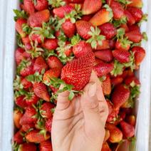 四川草莓精品蒙特瑞草莓产地直发对接市场超市