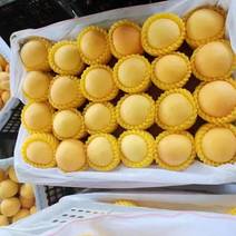 黄金密套袋黄桃脆甜可口产地货源品质保证价格实惠欢迎选购