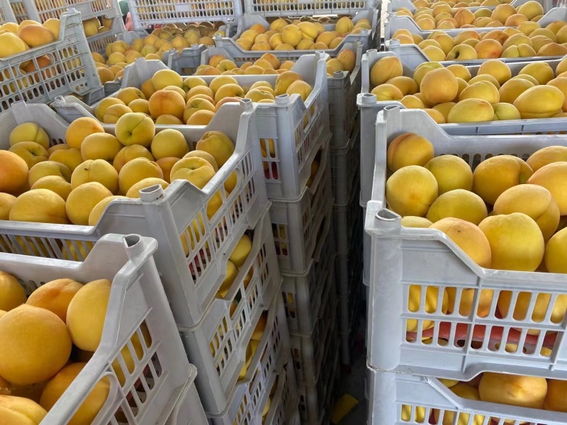 黄金密套袋黄桃脆甜可口产地货源品质保证价格实惠欢迎选购