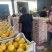 黄金密套袋黄桃脆甜可口产地货源品质保证价格实惠欢迎选购