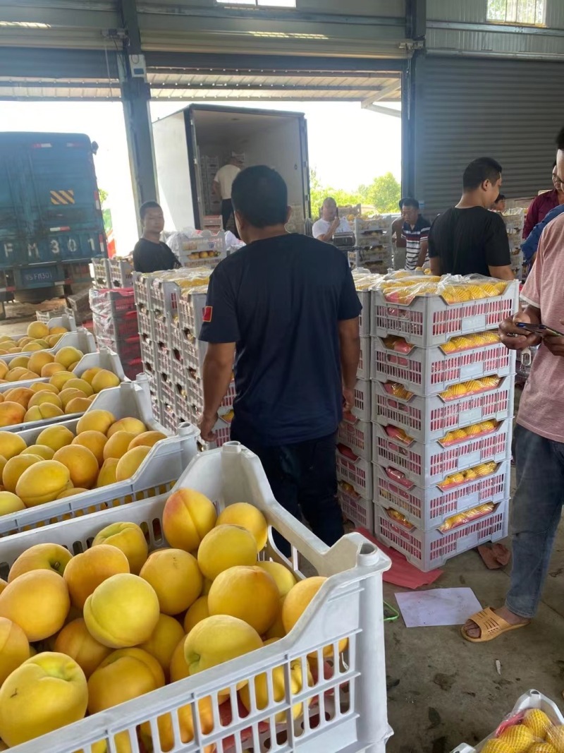 黄金密套袋黄桃脆甜可口产地货源品质保证价格实惠欢迎选购