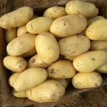 河南通许土豆大量供应，希森土豆产地直发，一手货源品质保障