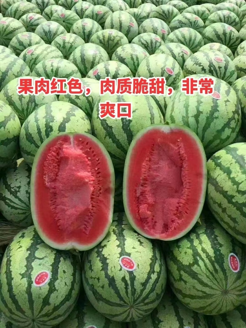 美都西瓜苗8424甜王直播苗金城5号龙卷风2K大量现苗