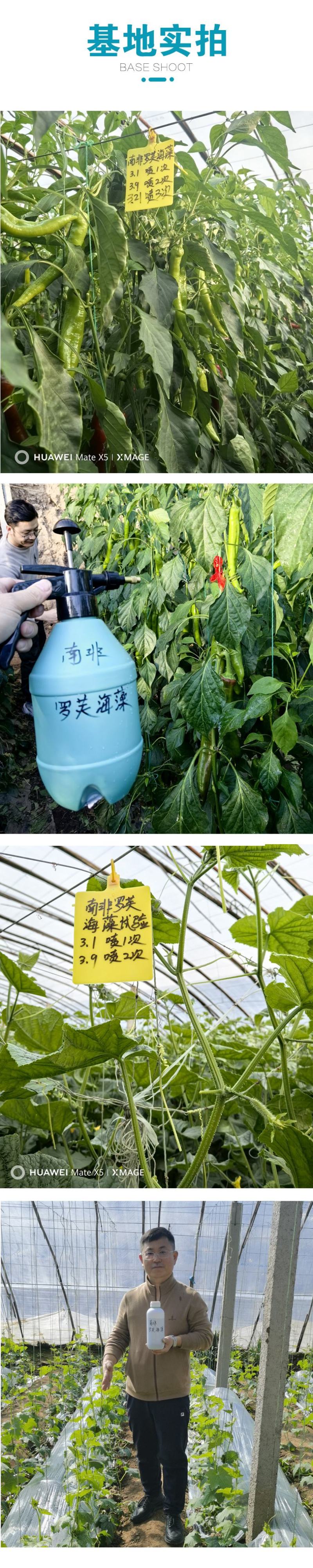 南非开普原装进口海藻肥生根壮苗膨果增甜上色
