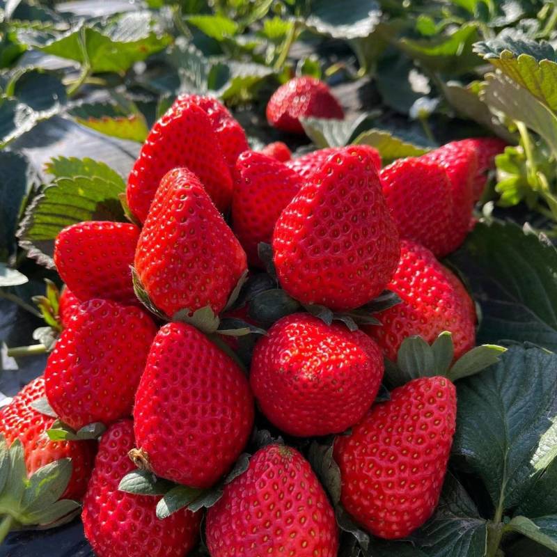 湖南草莓蒙特瑞草莓大量上市口感香甜基地现摘现发