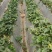 湖南草莓蒙特瑞草莓大量上市口感香甜基地现摘现发