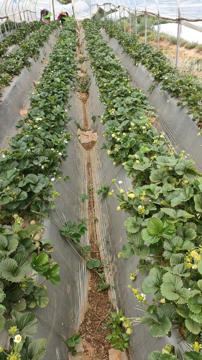 湖南草莓蒙特瑞草莓大量上市口感香甜基地现摘现发