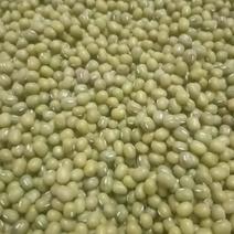 东北优质绿豆，出芽率高
