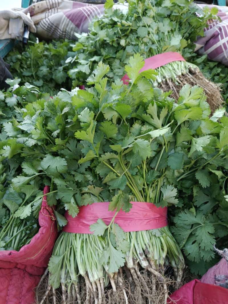 河南省安阳市滑县，精品香菜上市，欢迎超市，市场，电商平台