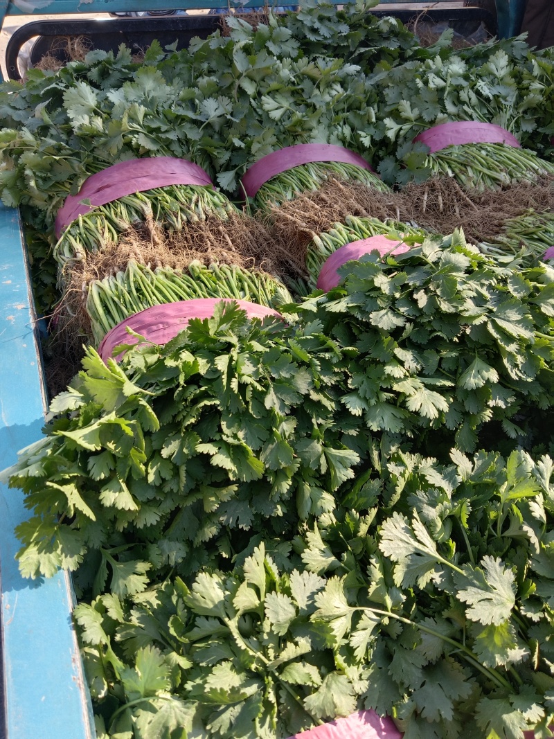 河南省安阳市滑县，精品香菜上市，欢迎超市，市场，电商平台