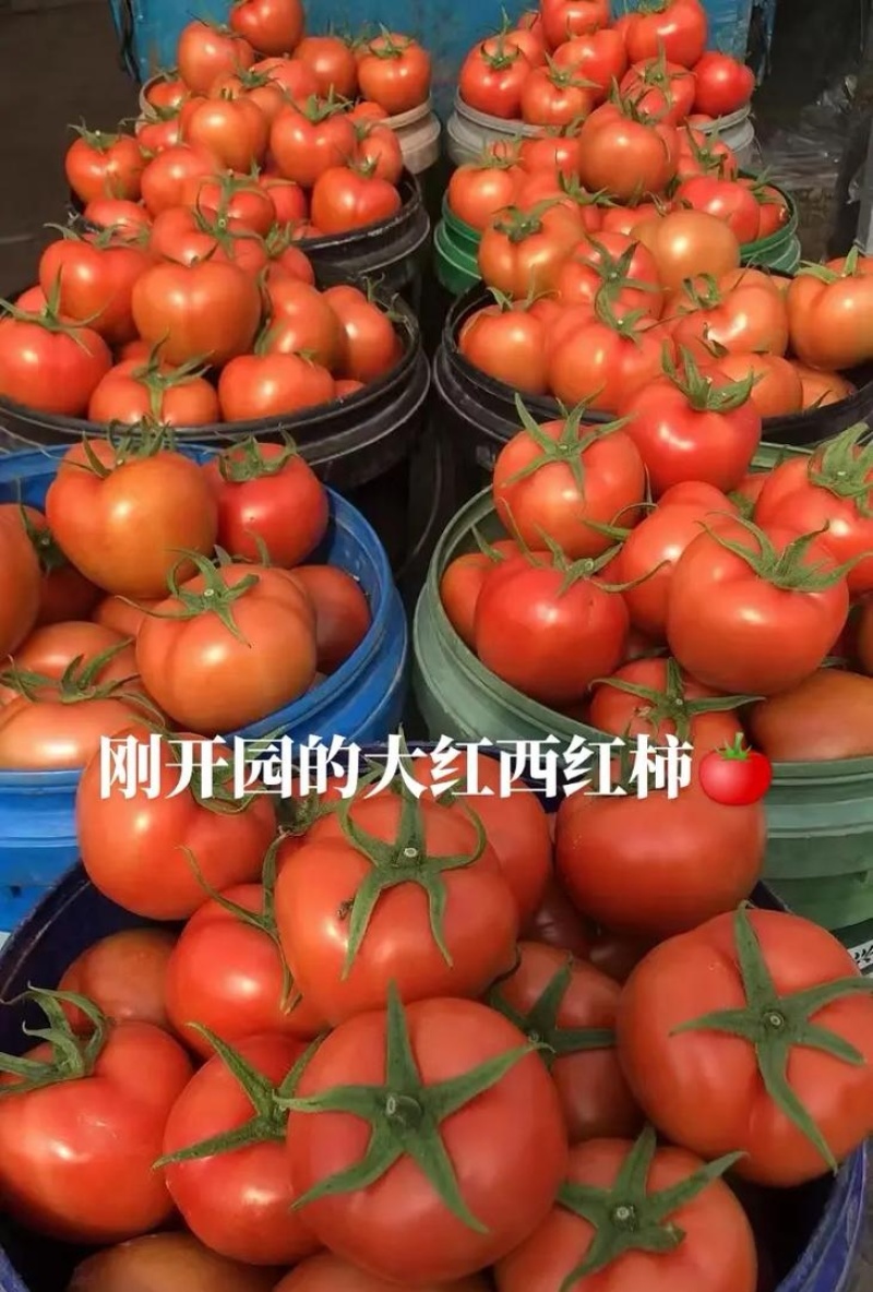 《大红西红柿》湖北西红柿大红硬果弧二弧三全国发货