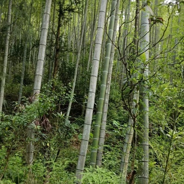 毛竹
