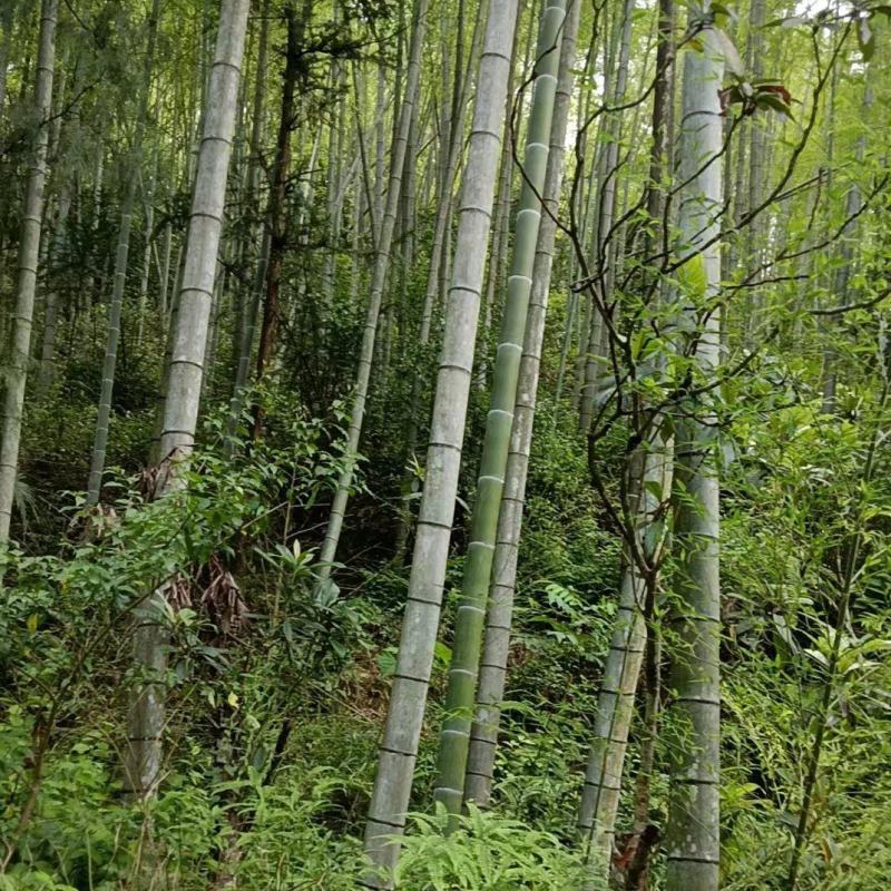毛竹