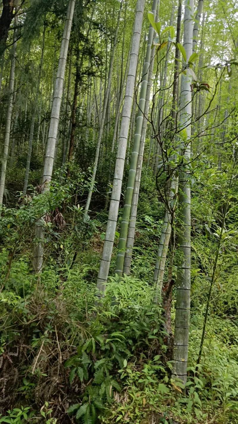 毛竹