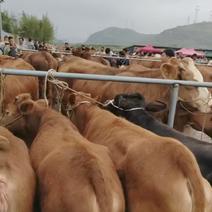 贵州散养土黄牛产地直发