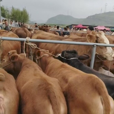 贵州散养土黄牛产地直发量大质优价格优惠欢迎咨询采购