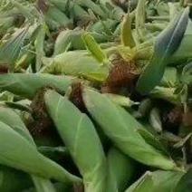 四川绵阳鲜玉米水果甜玉米太阳花玉米产地直发大量供货