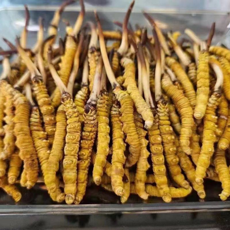 精品冬虫夏草货源充足量大从优质量保证欢迎咨询