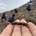 精品冬虫夏草货源充足量大从优质量保证欢迎咨询