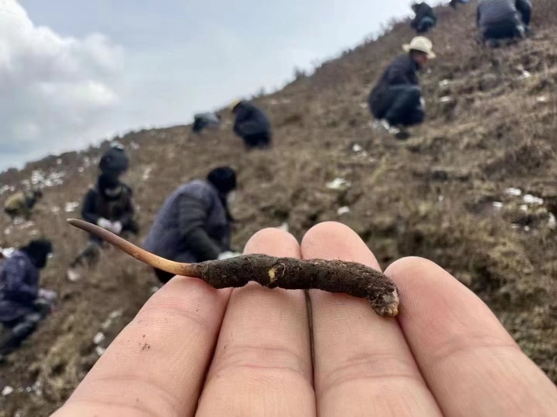 精品冬虫夏草货源充足量大从优质量保证欢迎咨询