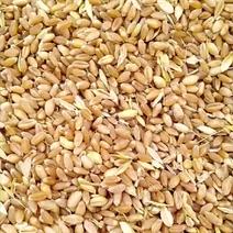 精品小麦宿州小麦货源充足量大从优质量保证欢迎咨询