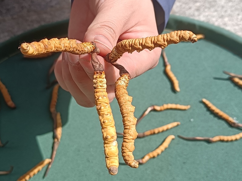 精品冬虫夏草货源充足量大从优质量保证欢迎咨询