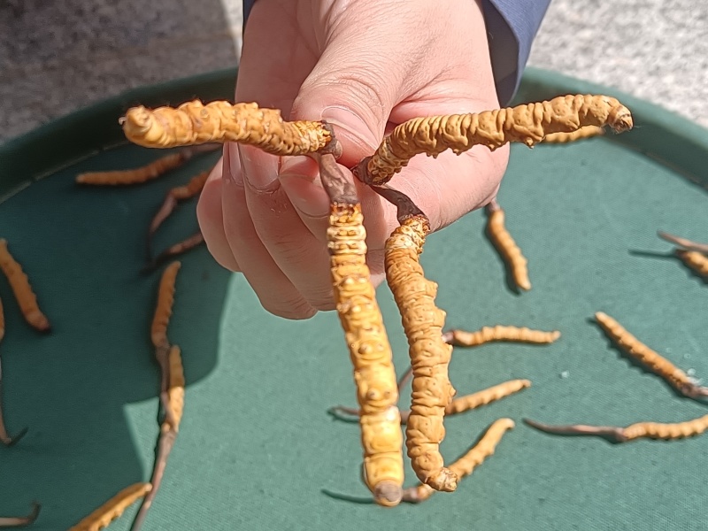 精品冬虫夏草货源充足量大从优质量保证欢迎咨询