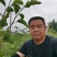山农酥梨树苗玉露香梨树苗晚秋梨树苗