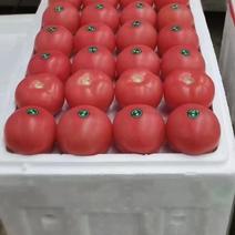 河北沙瓤西红柿，精品番茄，可对接商超各大市场，全国！