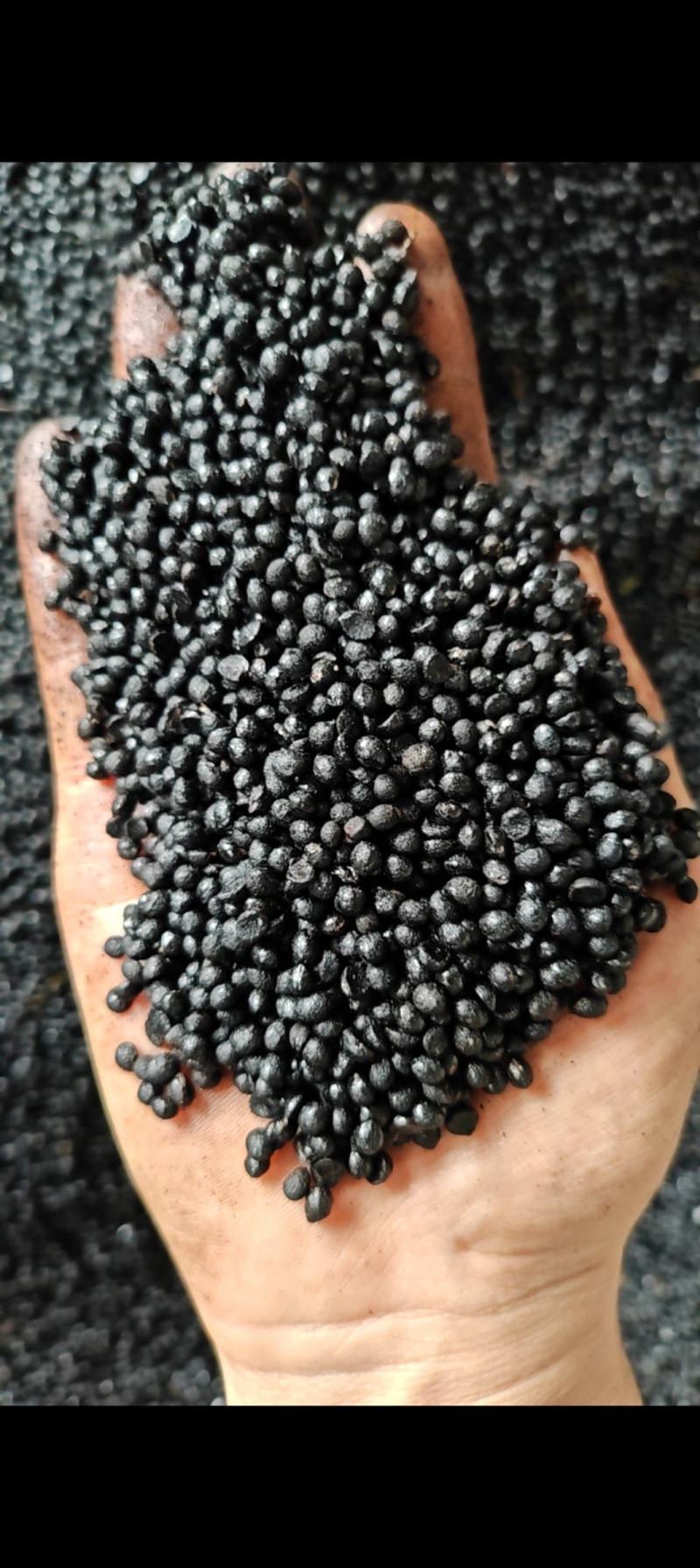 花椒籽陕西韩城精品花椒籽大量供应全国供货量大价优欢迎电联